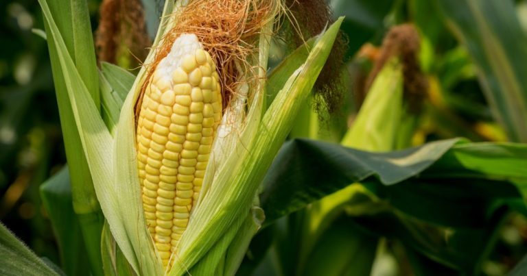 Jak inwestować w kukurydzę na rynkach finansowych